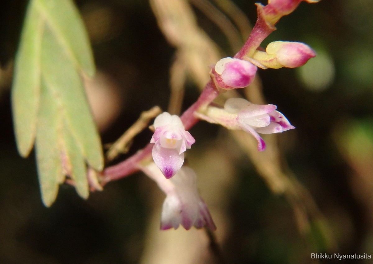 Podochilus malabaricus Wight